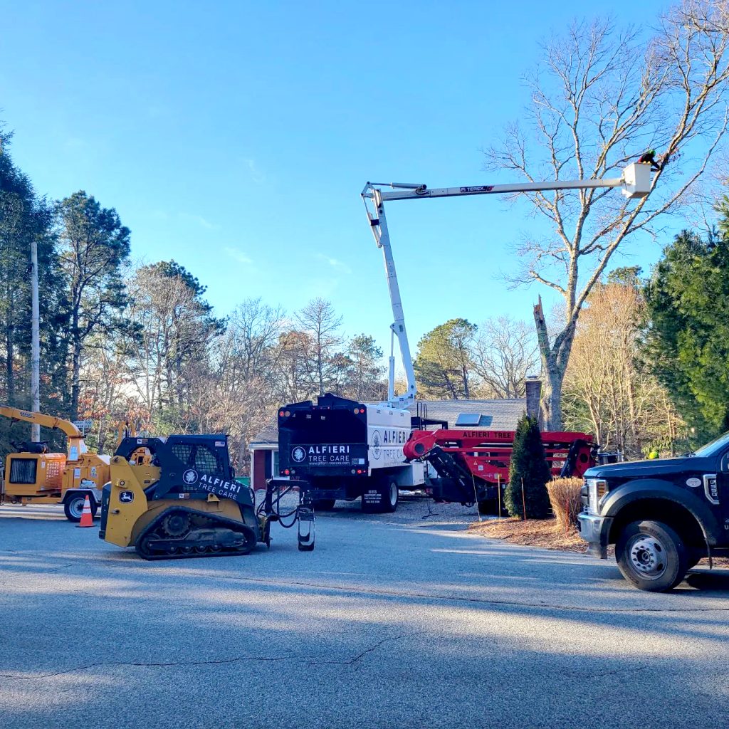 cape cod tree care services