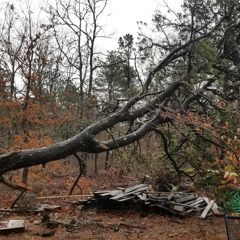 fallen tree storm damage