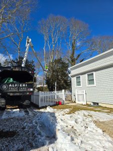 bucket truck tree removal