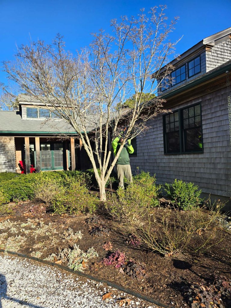 cape cod tree pruning