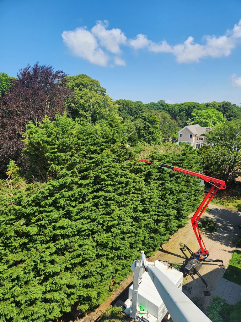 aerial lift and bucket truck_alfieri tree pruning