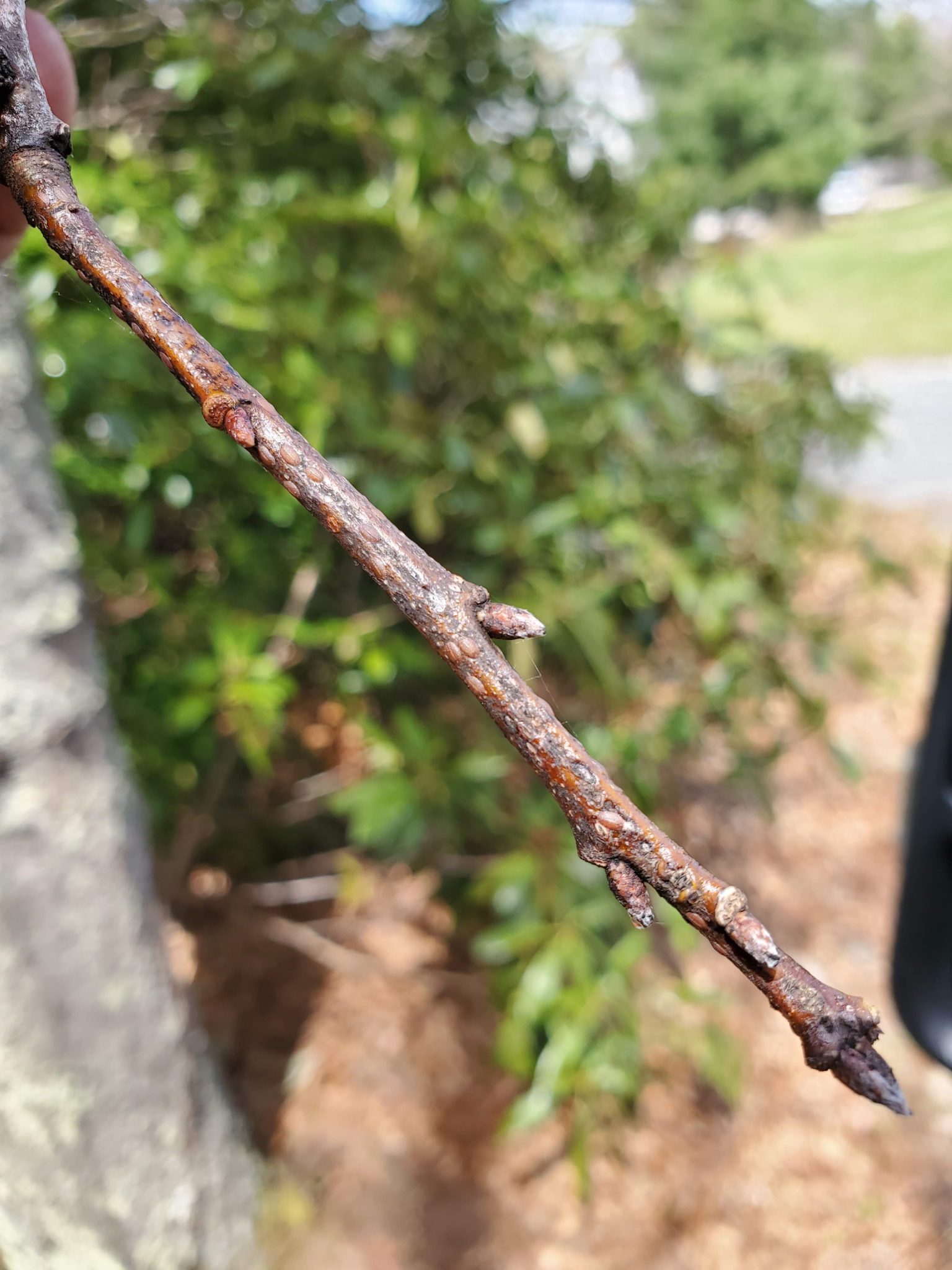 Oak Lecanium Scale | Alfieri Tree Care