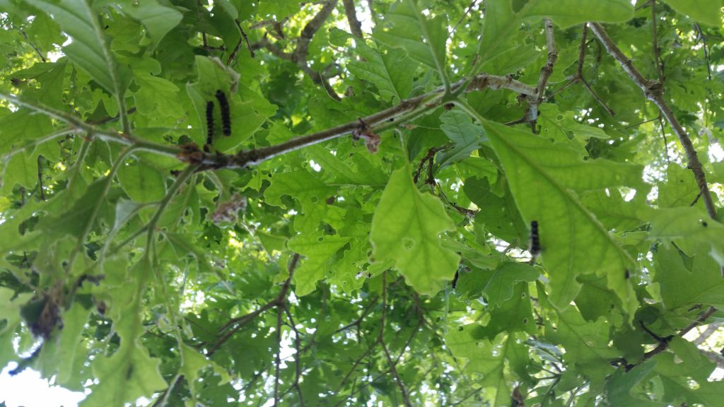 spongy moth caterpillars