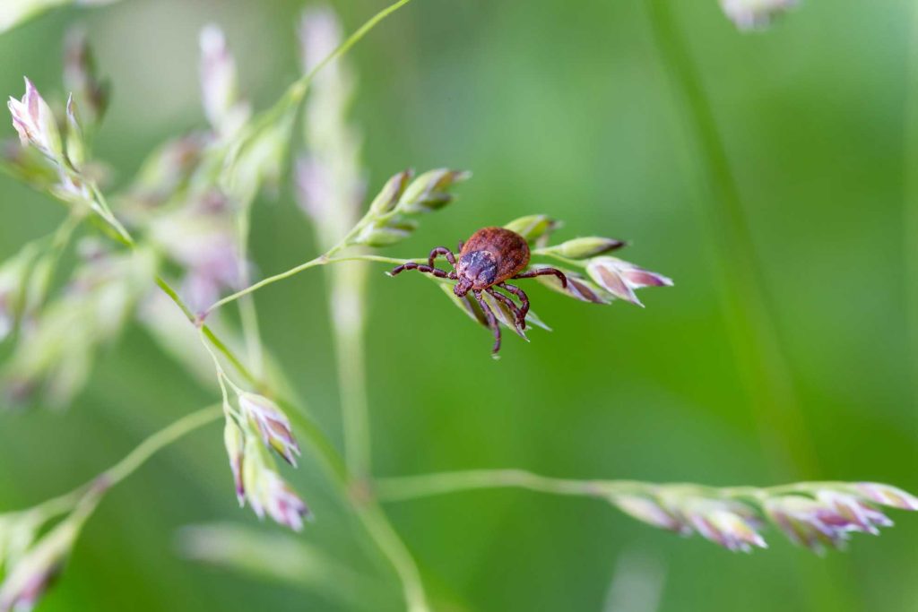 tick on leaf
