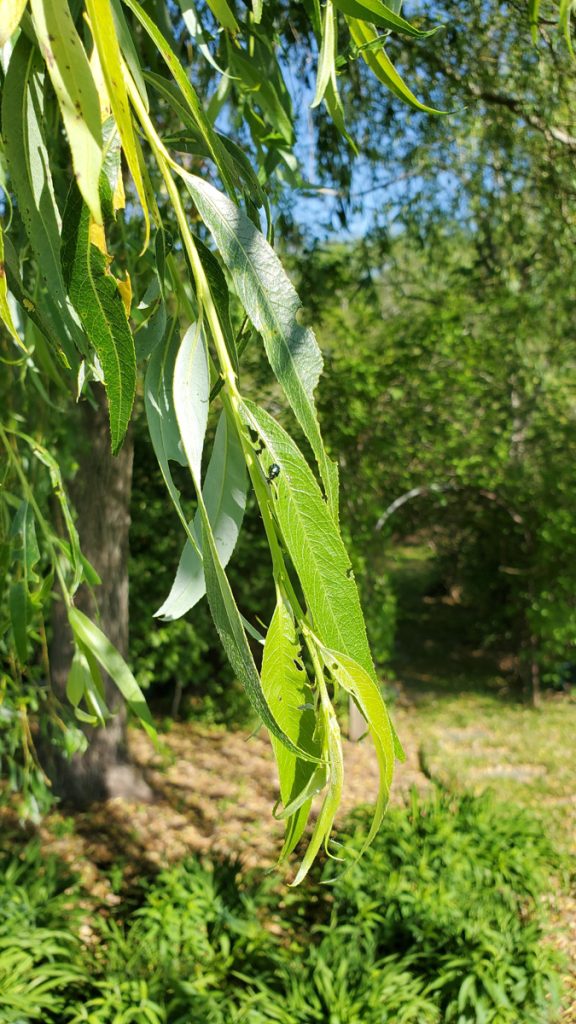 willow leaf beetle