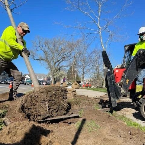 cape cod tree planting