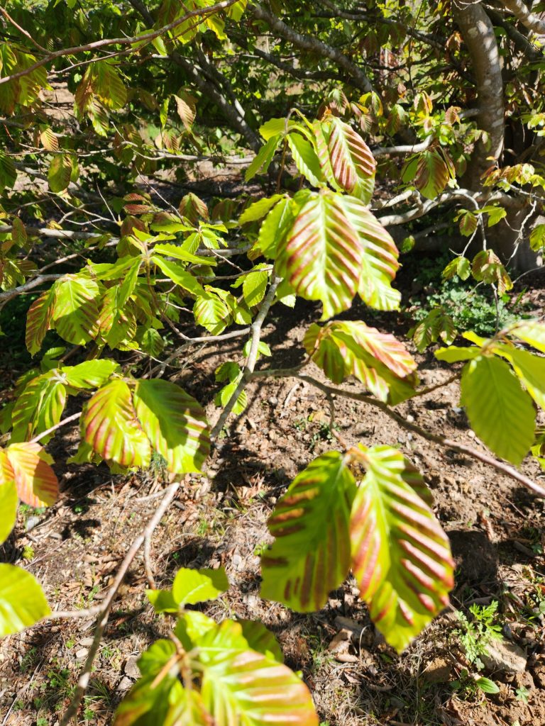 beech leaf disease