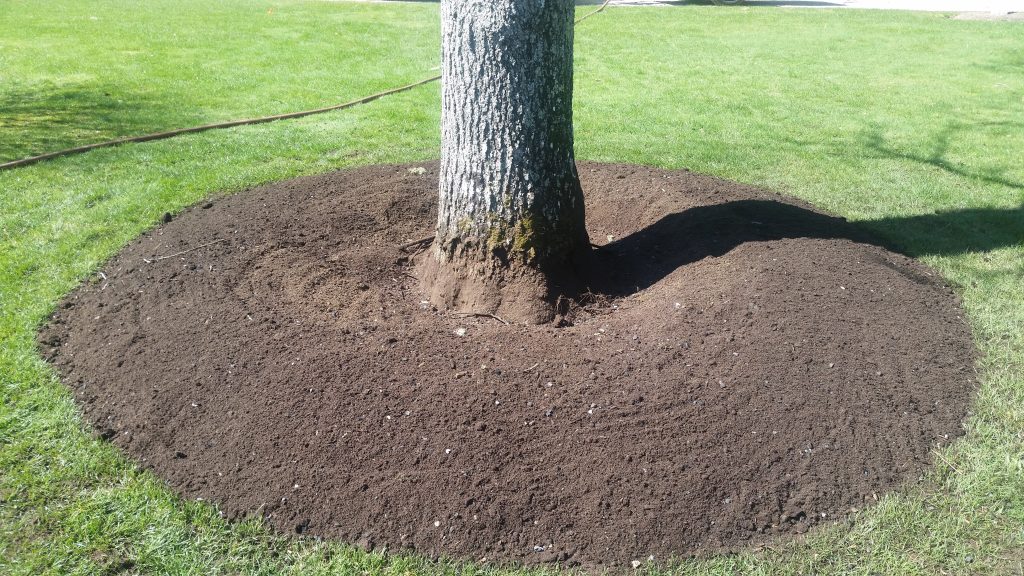 recent root collar excavation, root zone air spading