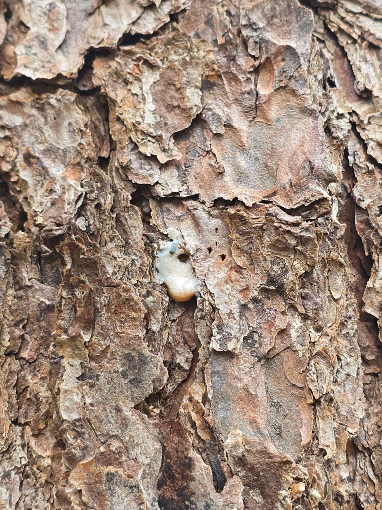 southern pine beetle bark entry holes sap tube adult beetle