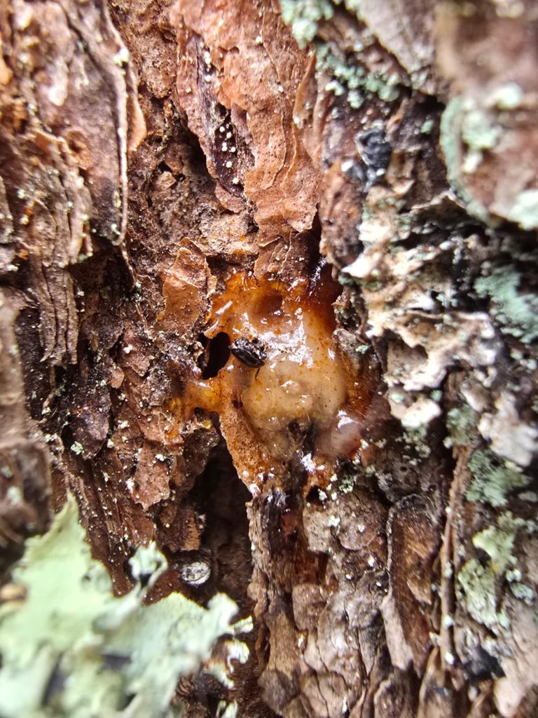 southern pine beetle clue up pitch pine sap tubes cape cod massachusetts
