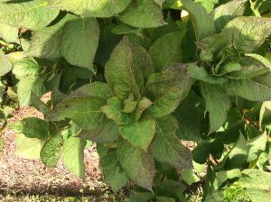 Chilli Thrips on Hydrangea - credit to Russell Norton, CC Cooperative Extension