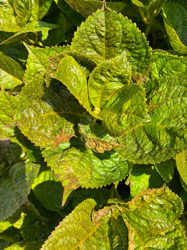 Close-up of curled and distorted new hydrangea growth
