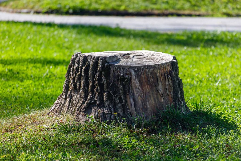 a tree stump in Cape Cod